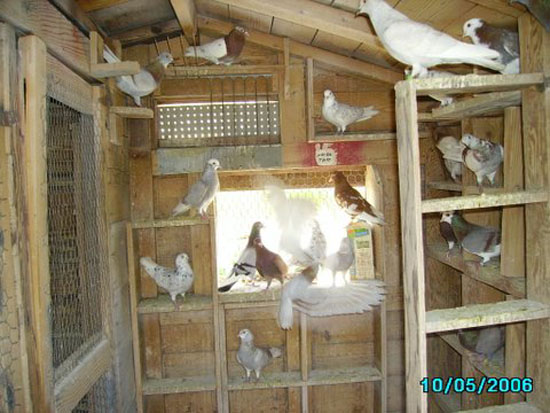 Chan'spigeons.